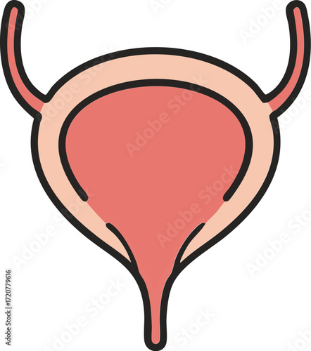 Urinary Bladder