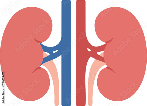 Human Kidneys