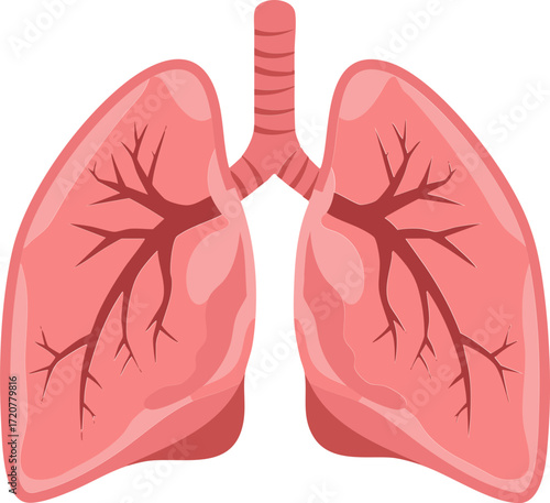 Lung Examination