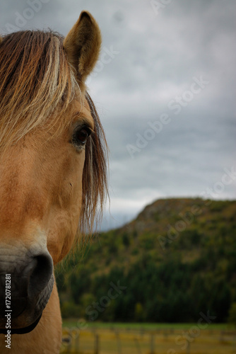 portrait of a horse