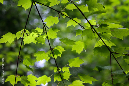 green leaves in the sun