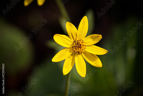 Yellow Flower