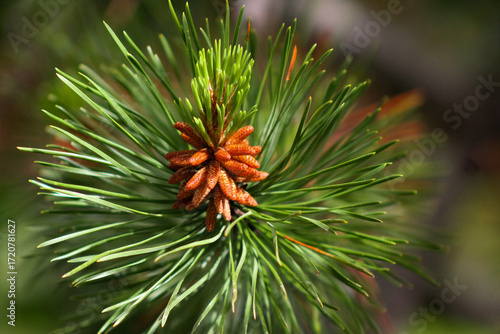 close up of pine needles