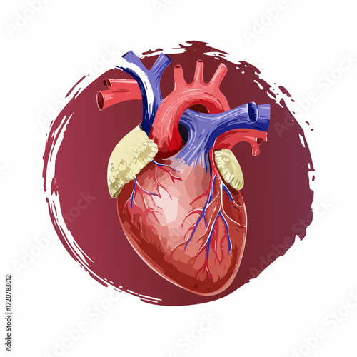 Detailed human heart cartoon diagram connections illustration
4