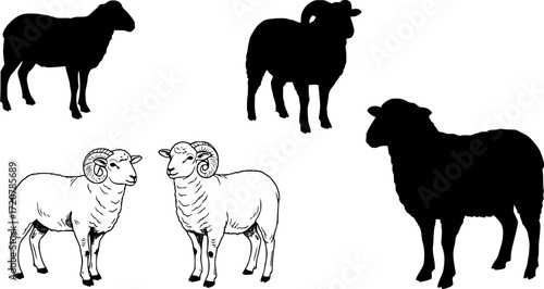 Sheep silhouette, Lamb standing silhouette, Sheep black icon vector
