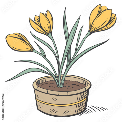 Vector art of yellow crocus flowers in a pot