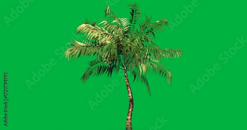 palm tree presenting mottled trunk and arching fronds on transparent backdrop for marketing