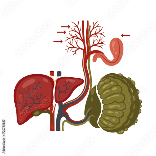 Detailed anatomical illustration of human digestive system including liver, pancreas, stomach and arteries, ideal for educational purposes and medical publications
