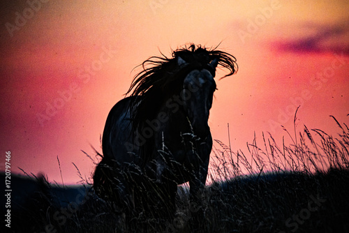 Powerful silhouette of a running horse at sunset in red evening light