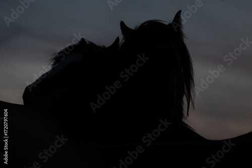 Silhouette of two horses touching at sunset, romantic wildlife scene