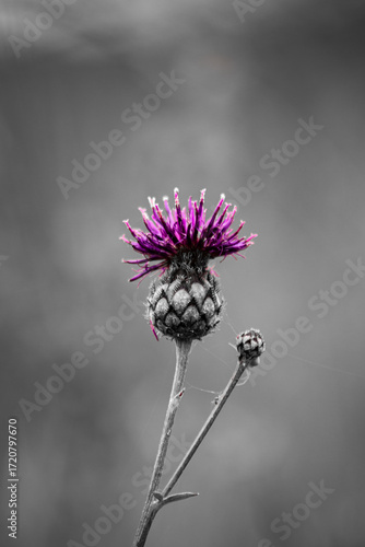 Close-up of a thistle flower (Cirsium species) with vibrant purple petals highlighted in selective color, set against a monochrome blurred background. 