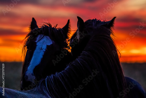 Silhouette of two horses touching at sunset, romantic wildlife scene
