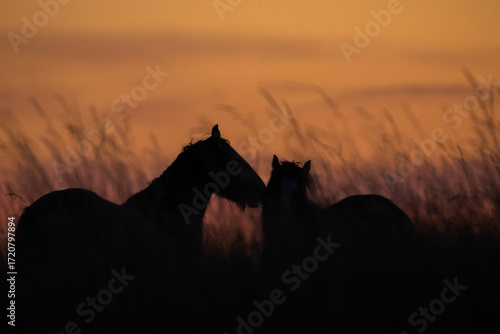 Silhouette of two horses touching at sunset, romantic wildlife scene