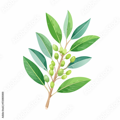 Olive leaves branch with fruits for italian cuisine design
3
