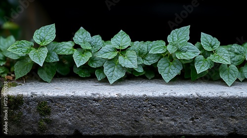 Vibrant Cluster of Green Leaves (Visible Veins) Growing on Textured Concrete/Stone Surface (With Hints of Moss): Dark, Out-of-Focus Background Highlights the Foliage
