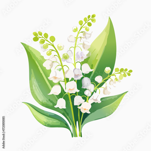 Lily of the valley
4