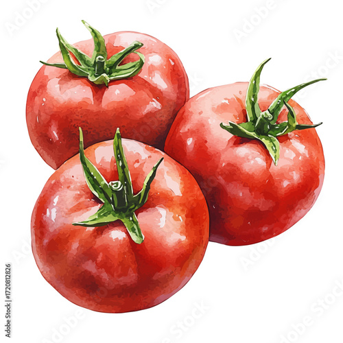 Spanish Summer Tomatoes, watercolor illustration vector, isolated on a white background.