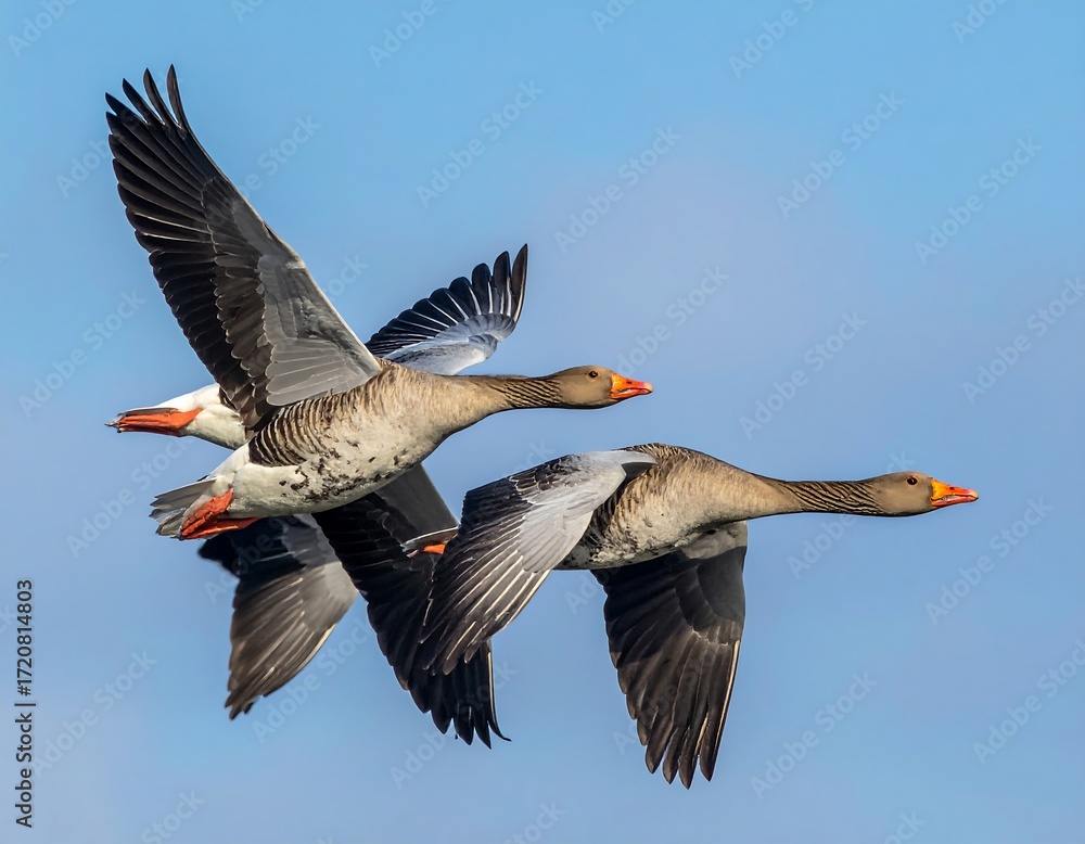 Fototapeta premium Three geese in flight against a clear blue sky