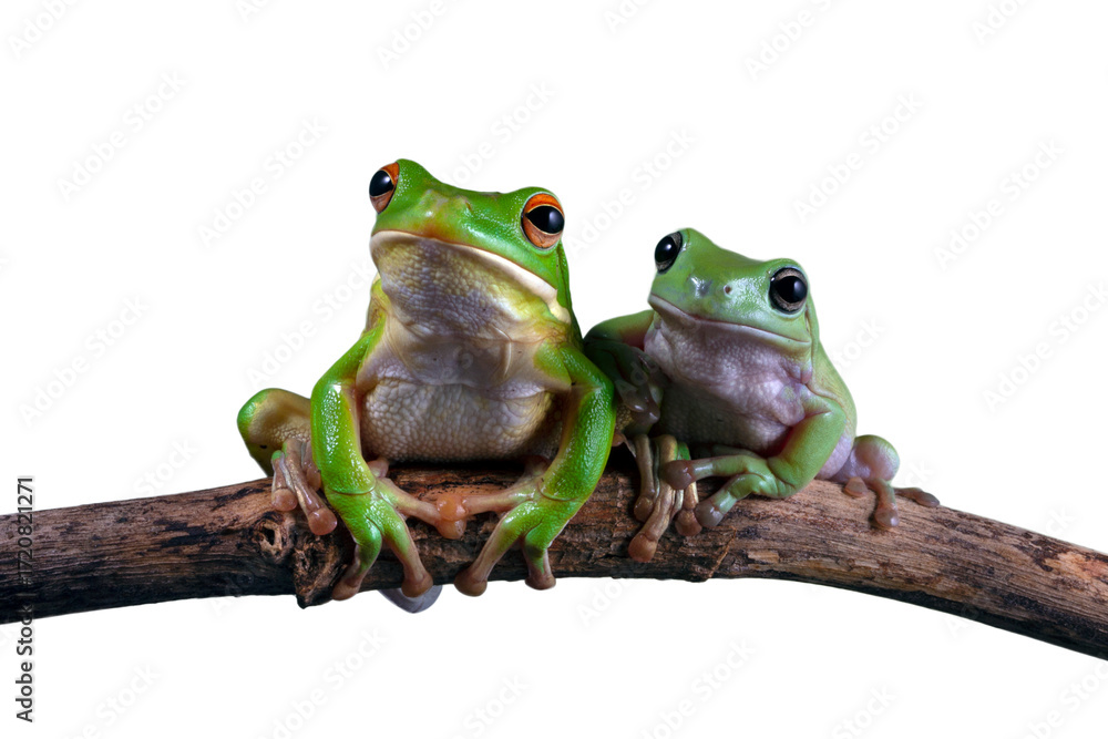 Naklejka premium Dumpy frog 