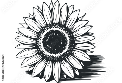 Monochromatic Sunflower Drawing with Detailed Petals. Vector hand drawn illustration