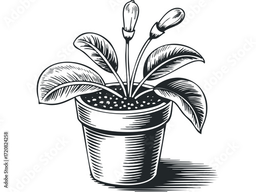 Potted Plant with Unopened Flower Buds. Vector hand drawn illustration