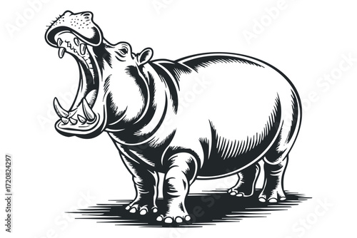 Hippopotamus opens mouth wide revealing tusks and teeth. Vector hand drawn illustration