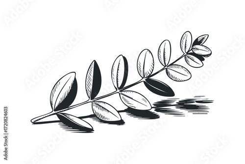 Black and white sketch of a delicate leafy branch. Vector hand drawn illustration