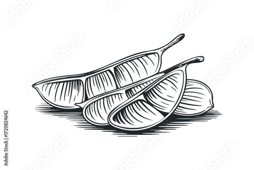 Fresh Lime Slices Grouped Together. Vector hand drawn illustration