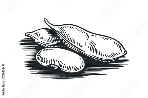 Three Pods of Soybeans and a Single Bean. Vector hand drawn illustration