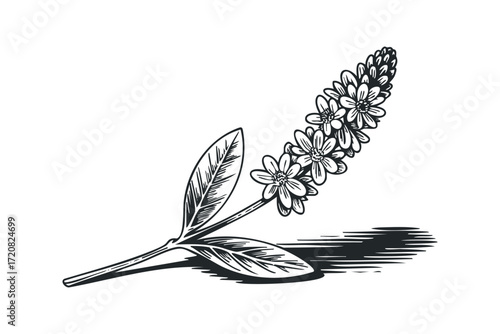 Black and white drawing of a flowering plant. Vector hand drawn illustration