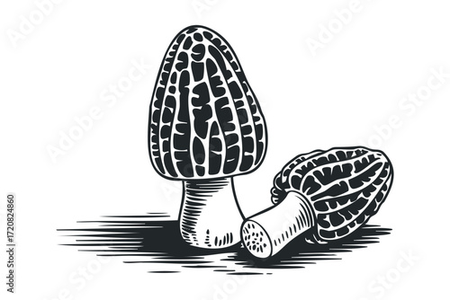 Morel mushroom illustration. Vector hand drawn illustration