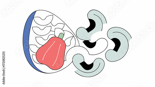 Cashew nut with shell, fruit, and seed in flat vector style illustration