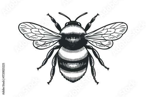 Detailed black and white line drawing of a bumblebee. Vector hand drawn illustration