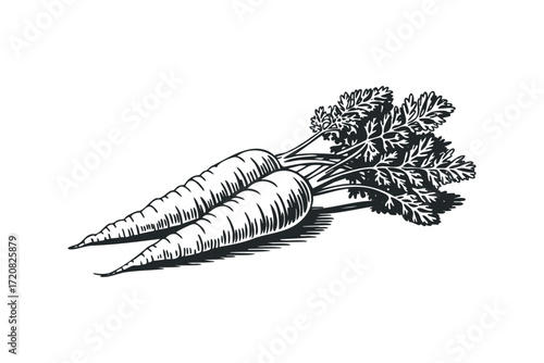 Two fresh carrots with green leafy tops on white. Vector hand drawn illustration