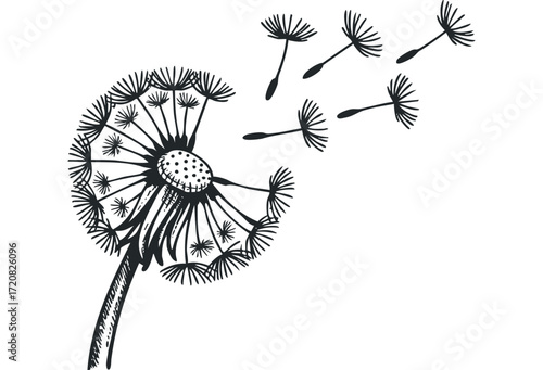 Dandelion blowing seeds in the wind. Vector hand drawn illustration