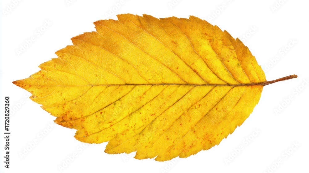 Fototapeta premium A vibrant yellow leaf lies flat on a white background, highlighting the intricate details of its veins and edges. The leaf symbolizes the beauty of autumn and seasonal change.