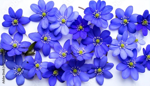 Many vibrant blue flowers on white