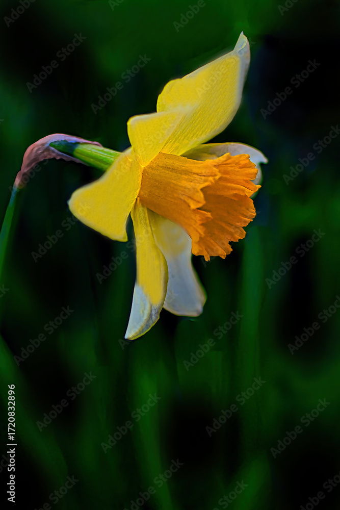 Obraz premium 愛らしい黄色のスイセン