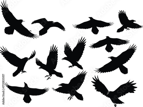 Flying crow silhouette vector collection, black raven shapes with open wings, dramatic bird poses, wildlife clipart design elements for decoration