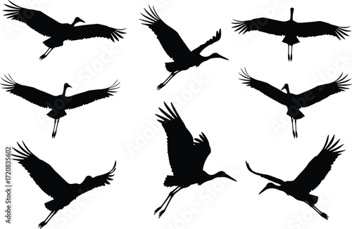 Silhouette of cranes flying, large migratory birds in flight, black vector illustration, wildlife animal design, nature background isolated on white