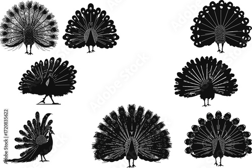 Silhouette of peacocks with open feathers, beautiful exotic bird vector illustration, wildlife animal design, elegant nature artwork isolated on white