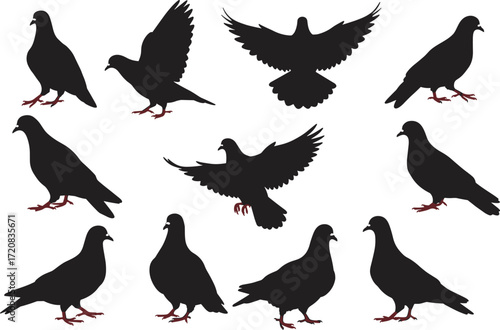 Silhouette of pigeons flying and standing, black bird vector illustration, urban dove wildlife design, animal shapes isolated on white background