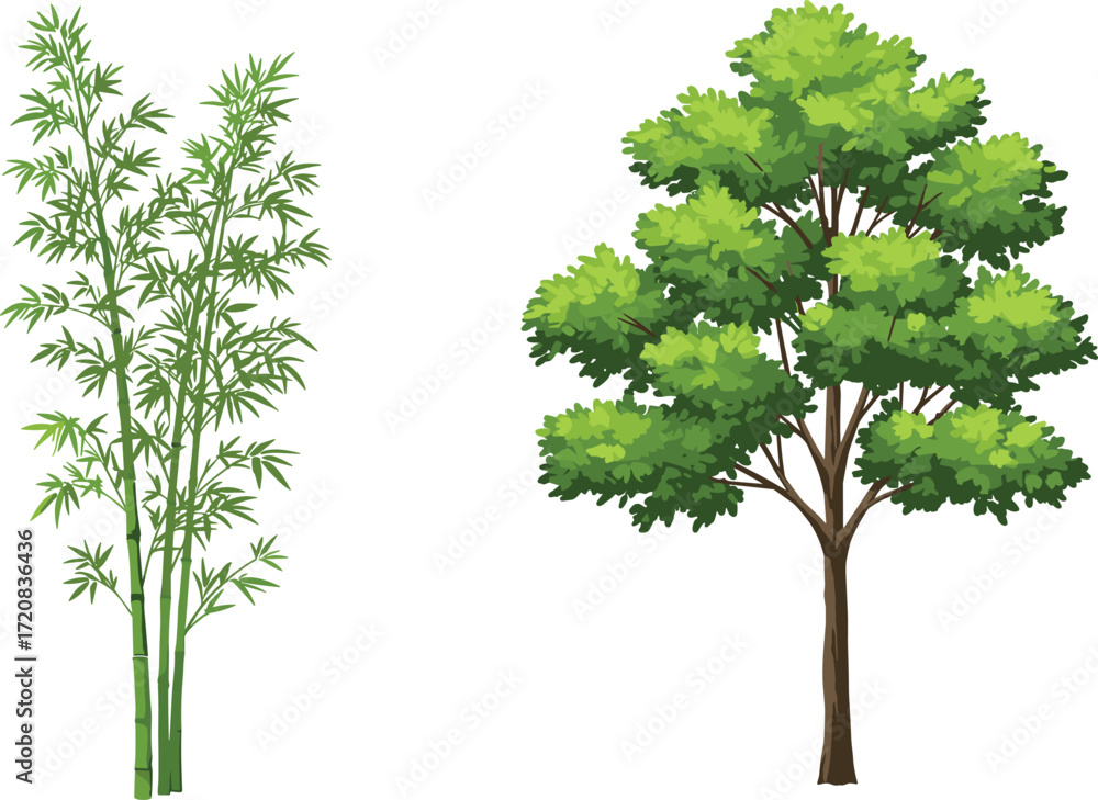 Obraz premium Botanical comparison of bamboo plant and deciduous tree showing foliage structure, seasonal growth, and nature diversity for educational vector use