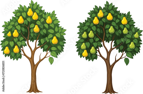 Cartoon pear trees with green leaves and yellow fruits showing growth variation, fruit quantity, and botanical diversity for educational vector use