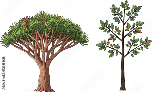 Dragon tree and deciduous tree illustration showing foliage contrast, seasonal variation, botanical diversity, nature concept, vector art for stock content