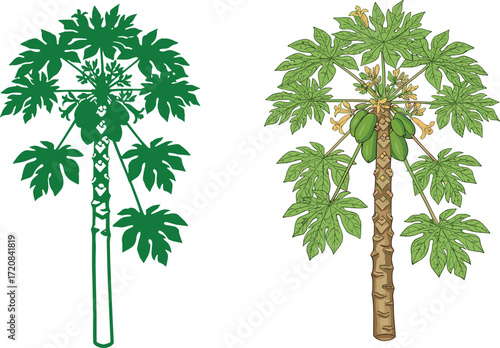 Papaya tree illustration showing simplified and realistic styles with fruits, leaves, trunk details, botanical vector for agriculture, education and design