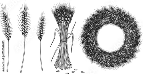 Wheat or barley ears. Harvest wheat grain, growth rice stalk and bread grains isolated vector set. Harvest wheat grain, growth rice stalk and whole bread grains. Agriculture. EPS version.