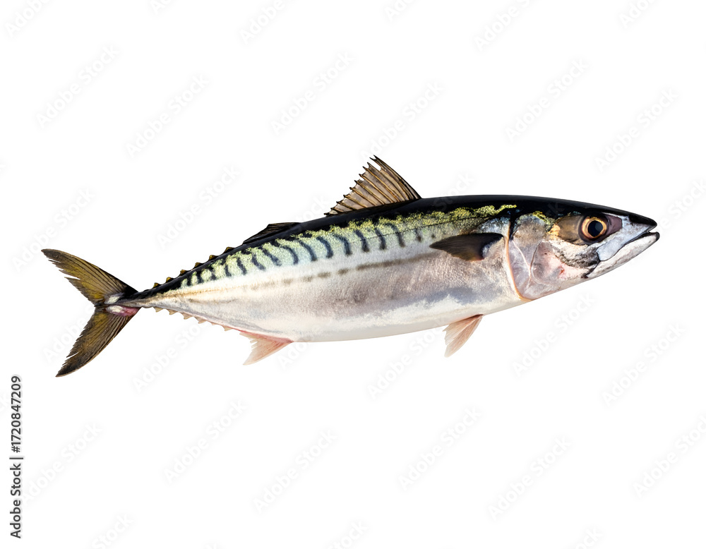 Fototapeta premium A vibrant fish showcasing its sleek body and distinctive patterns against a plain background.