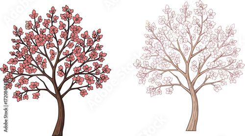 Tree illustration showing seasonal contrast with pink blossoms, bare branches, nature vector for botanical design, environmental change, growth and comparison