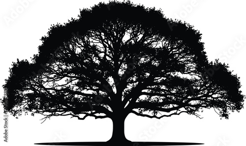 Tree silhouette with wide canopy and shadow illustration showing artistic symmetry, nature concept, vector design for stock content and use